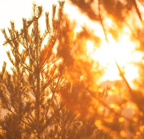 아보카도 키우기&amp;#44; 키우는 방법 - 햇빛2