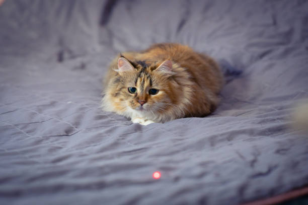 고양이가 이동을 싫어하는 이유