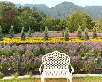 고성 라벤더 축제_22