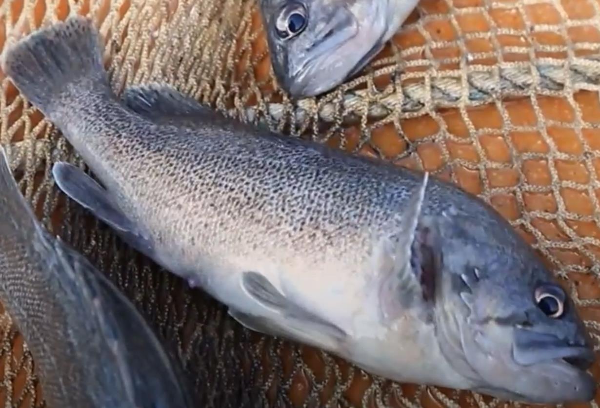 금방 잡아 올린 생생정보 우럭