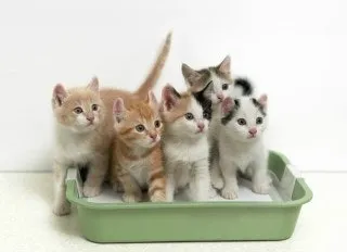 고양이 발정 기간 증상 대처_1