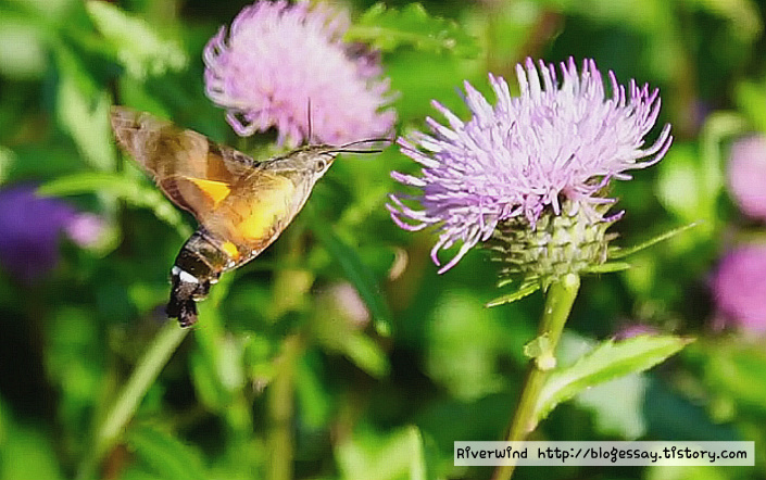 꼬리박각시 나방