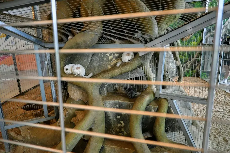 오산 버드파크 후기 사진17