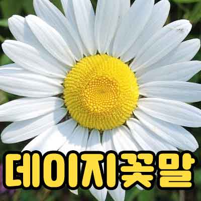 데이지 꽃말 모음