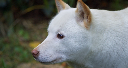하얀 홋카이도 개의 옆모습.
