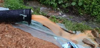 중부지방 들깨 파종시기 및 재배법 농사 팁 정리_20