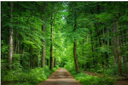 전국 숲길 산책 명소 3선