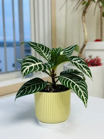 실내식물 물 주는 시간대 아침저녁차이 과습예방 통풍맞춰 관리_9