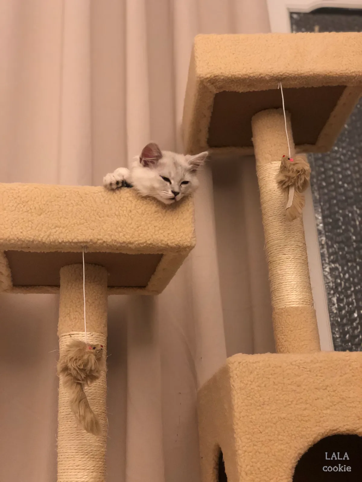 아기고양이-캣타워-추천-캣타워에서-자는-고양이