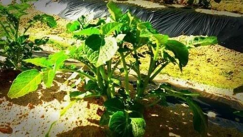 감자재배-감자-순지르기-북주기