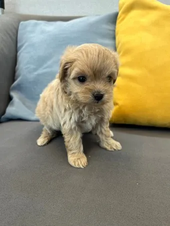 말티푸 단점 장점 성견 크기 분양가격_23