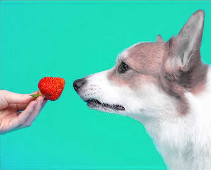딸기-먹는-강아지