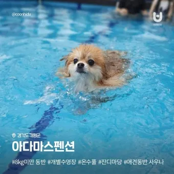 강아지 동반 애견 동반 여행 국내 베스트 10_14