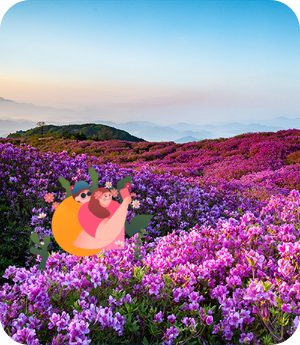 황매산 철쭉 절정 이미지 출처: 황매산 국립공원