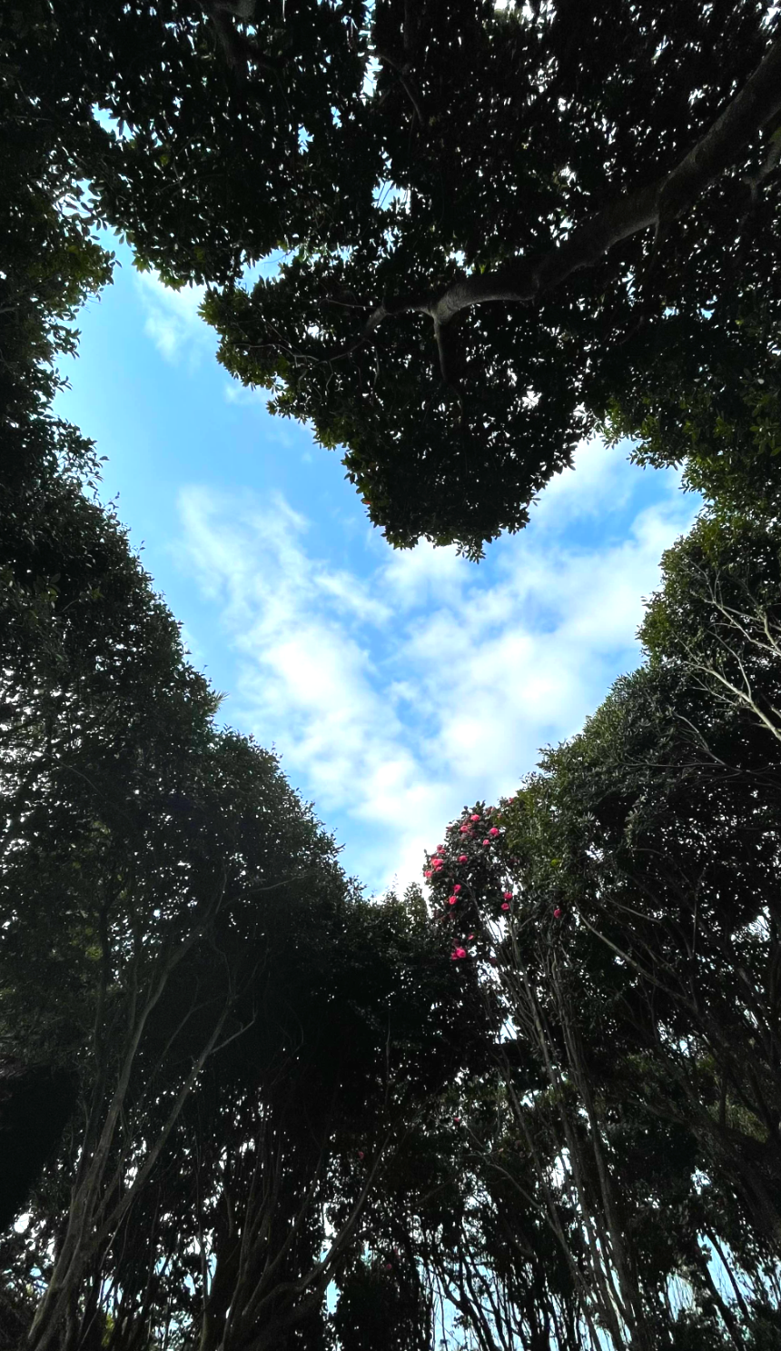 소노캄 제주 리조트 하트나무 포토존