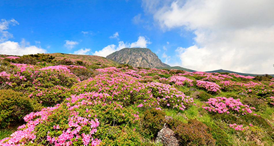 한라산 철쭉제 사진 이미지