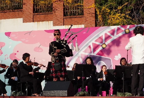 가평 벚꽃명소 에덴벚꽃길 벚꽃축제