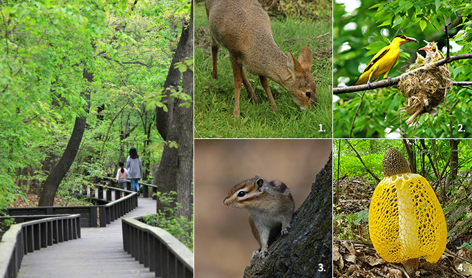 길동 생태공원 생태숲