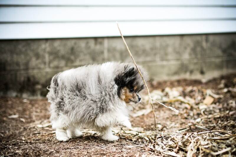 반려견과 국내여행