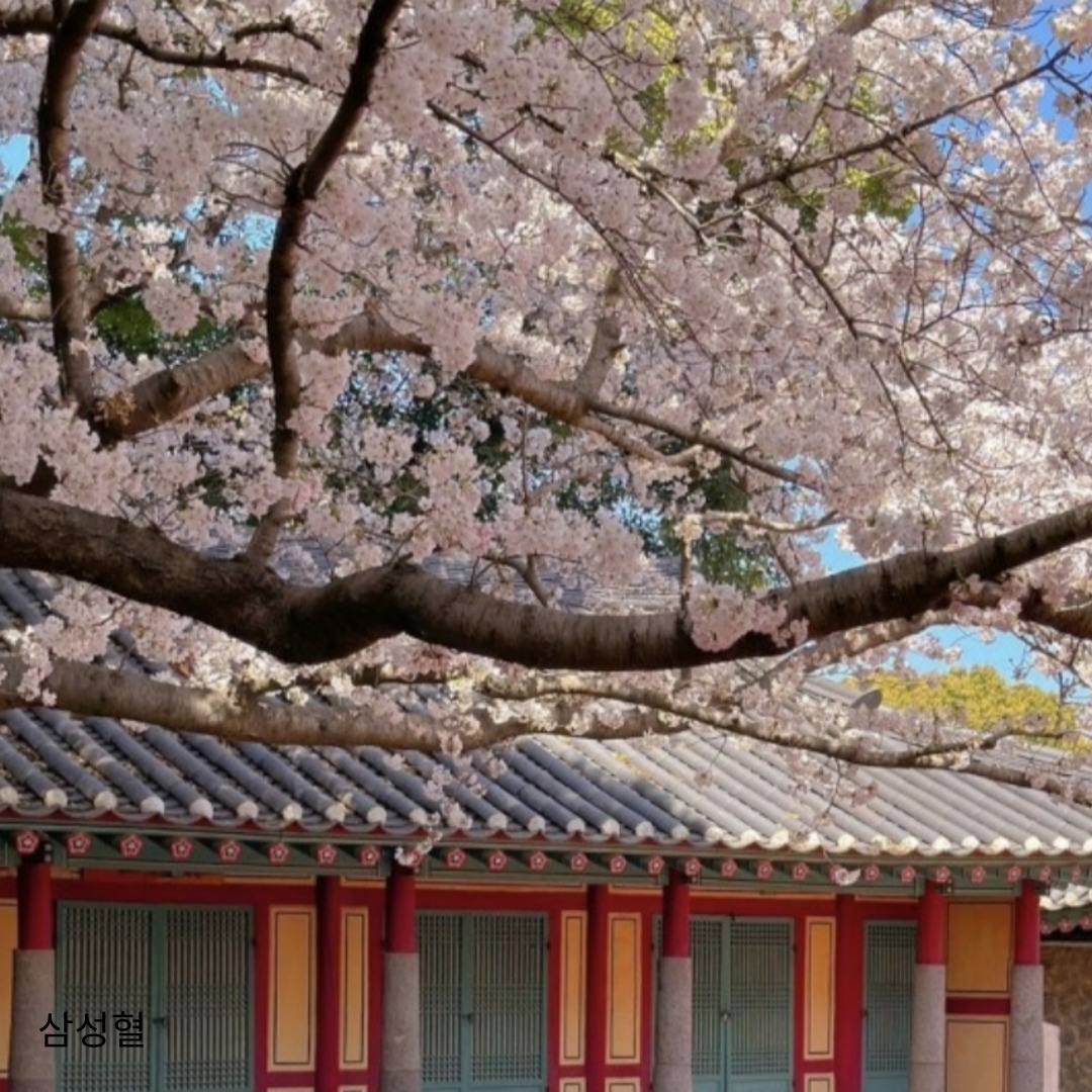 벚꽃명소