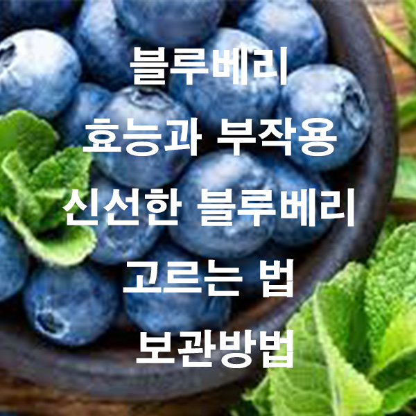 블루베리 효능과 부작용 신선한 블루베리 고르는 법 보관방법