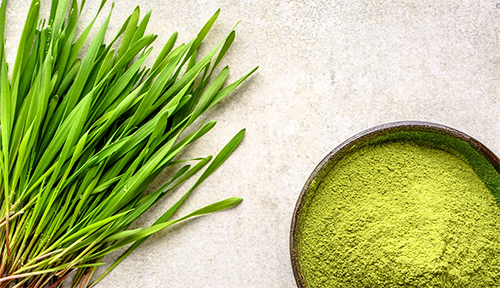 새싹보리 천연물질로 발모제 개발