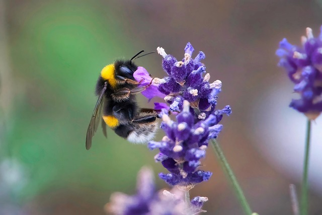 라벤더꽃_꿀벌_사진