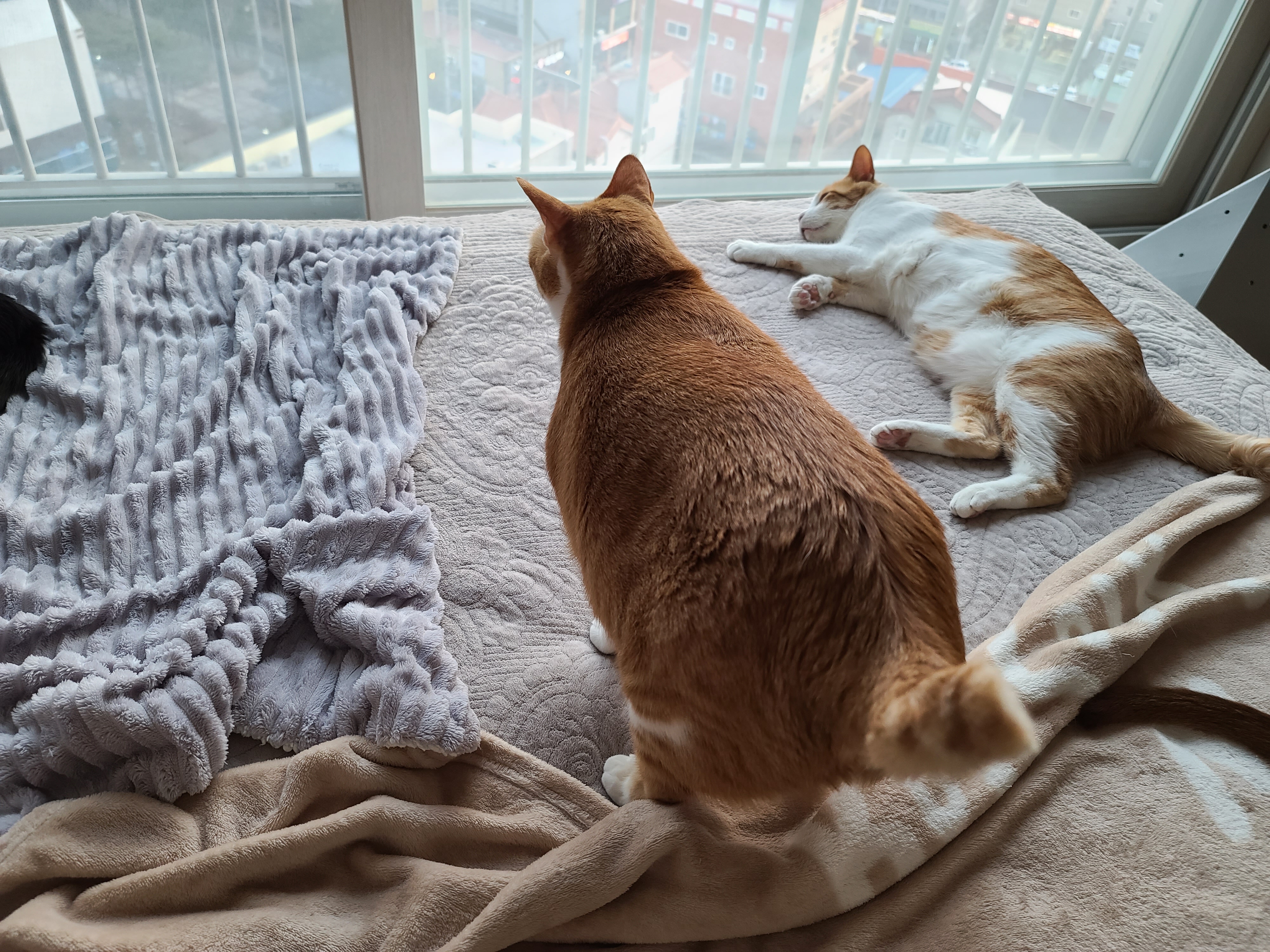 고양이 전기장판