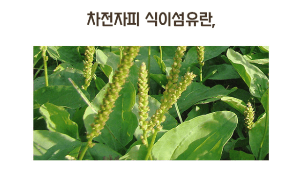 차전자피 황금구렁이 변비 탈출 다이어트 효능&amp;#44; 부작용&amp;#44; 후기