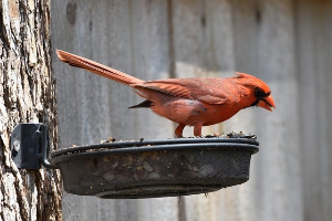 가족법인 급여&middot;배당&middot;임대료&amp;#44; 돈 빼는 구조 총정리
