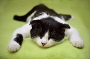 &amp;quot;고양이