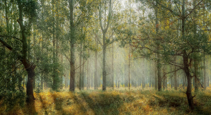 정희성 시 숲의 이미지