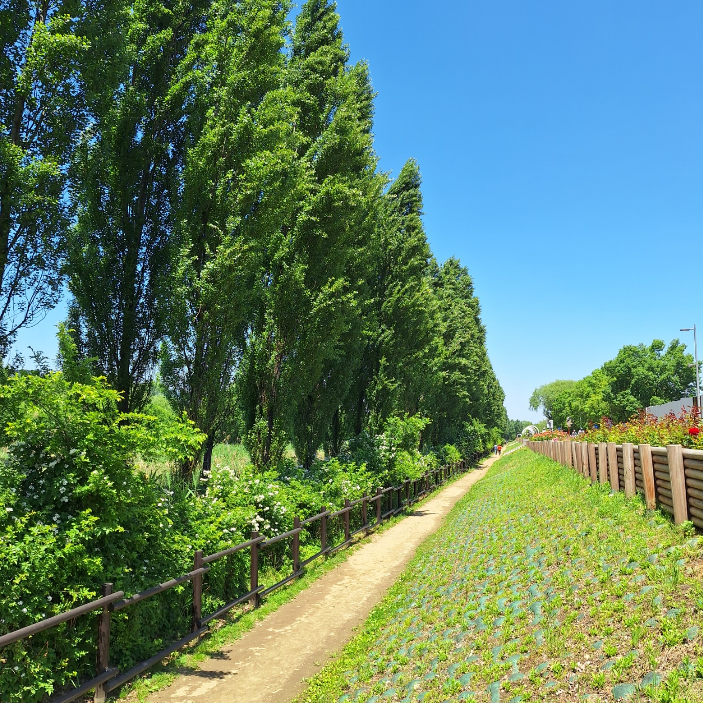 광나루 미루나무숲길
