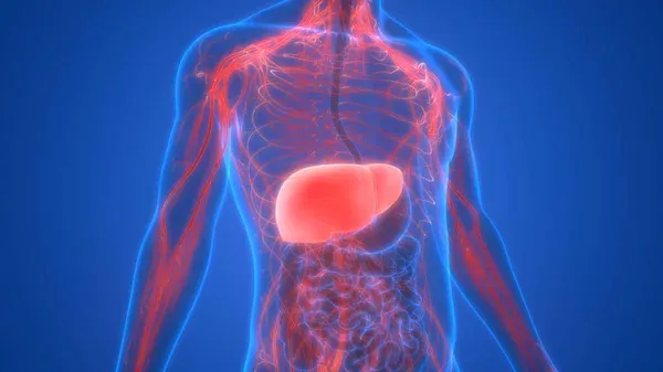 만성 피로는 간 건강 체크리스트로 확인