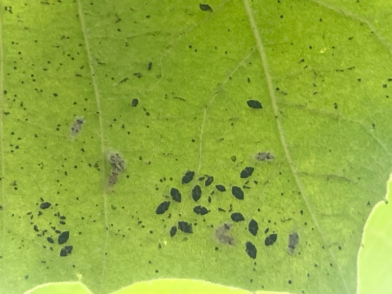 버즘나무방패벌레 성충2