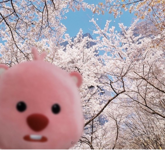 2025년 벚꽃 개화 시기 및 만개 시기 총정리(+벚꽃축제 일정)