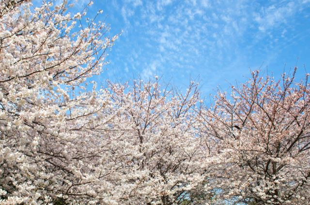 2025 벚꽃 개화시기 