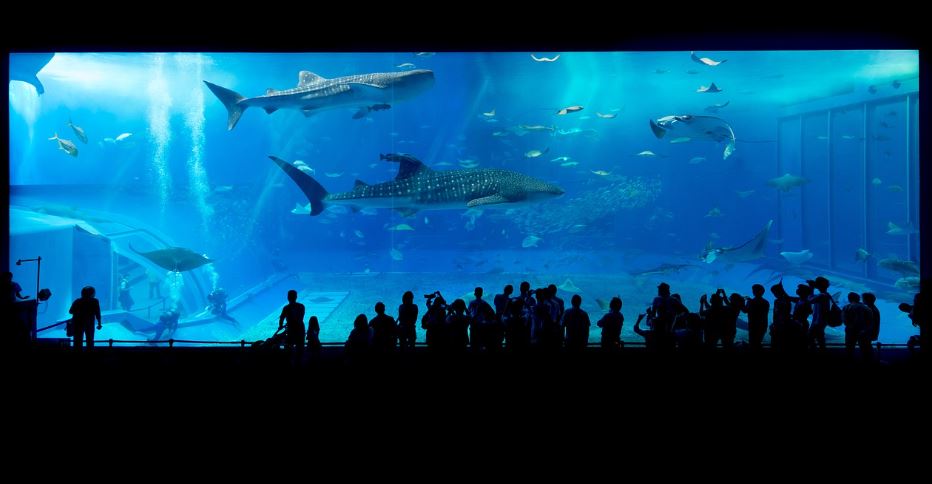 오키니와 북부 여행 명소 츄라우미 수족관 관련 사진