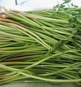 미나리 효능 부작용 고르는법 칼로리