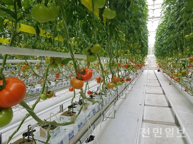 스마트 팜, 농촌의 활력 그리고 힐링이 되다 [출처 : 전민일보]