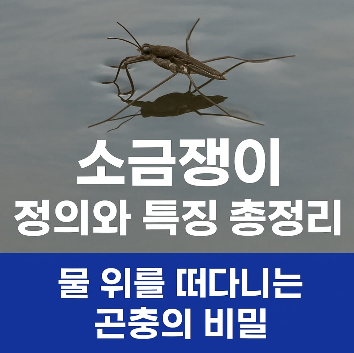 소금쟁이 정의와 특징 총정리 – 물 위를 떠다니는 곤충의 비밀