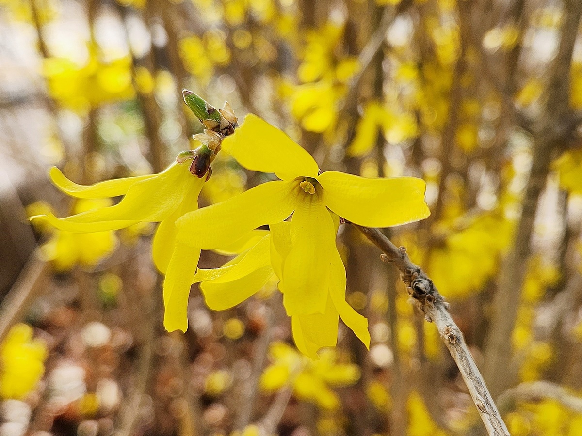 만리화(금강개나리)