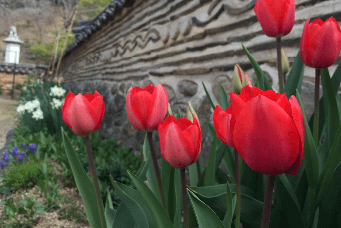 버려진 공간 원예 활동 사례, 담장아래 정원