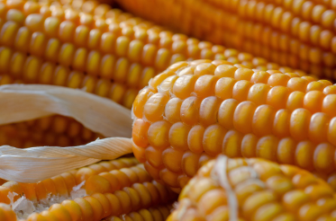 초당옥수수 찌는법