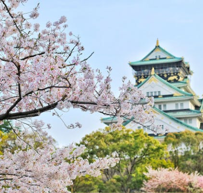 오사카 벚꽃 개화시기 2025