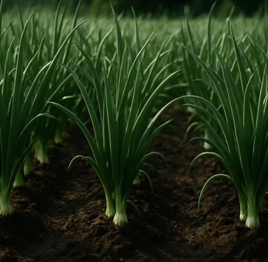 대파 심는 법 A to Z, 씨앗부터 모종까지 완벽 가이드