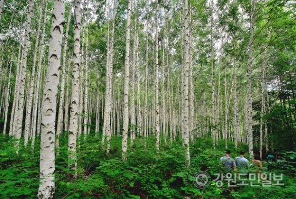 인제 자작나무숲 관련 이미지