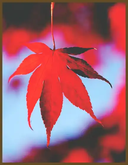 서울 근교 단풍 명소 (지금이 단풍 절정시기)