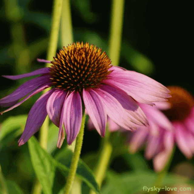 면역력 향상에 좋은 에키네시아