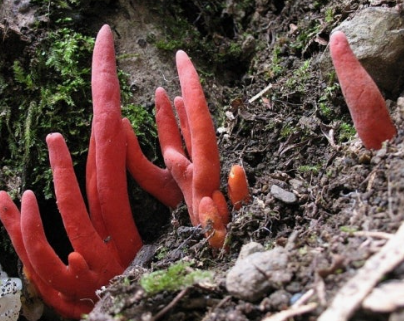 붉은 사슴뿔 버섯